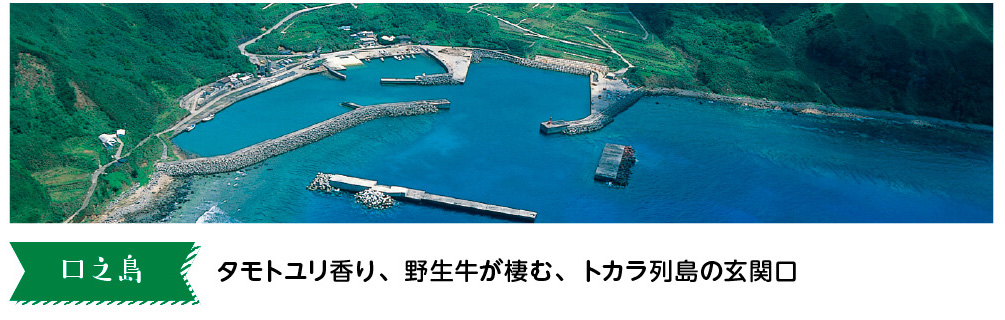 口之島　タモトユリ香り、野生牛が棲む、トカラ列島の玄関口