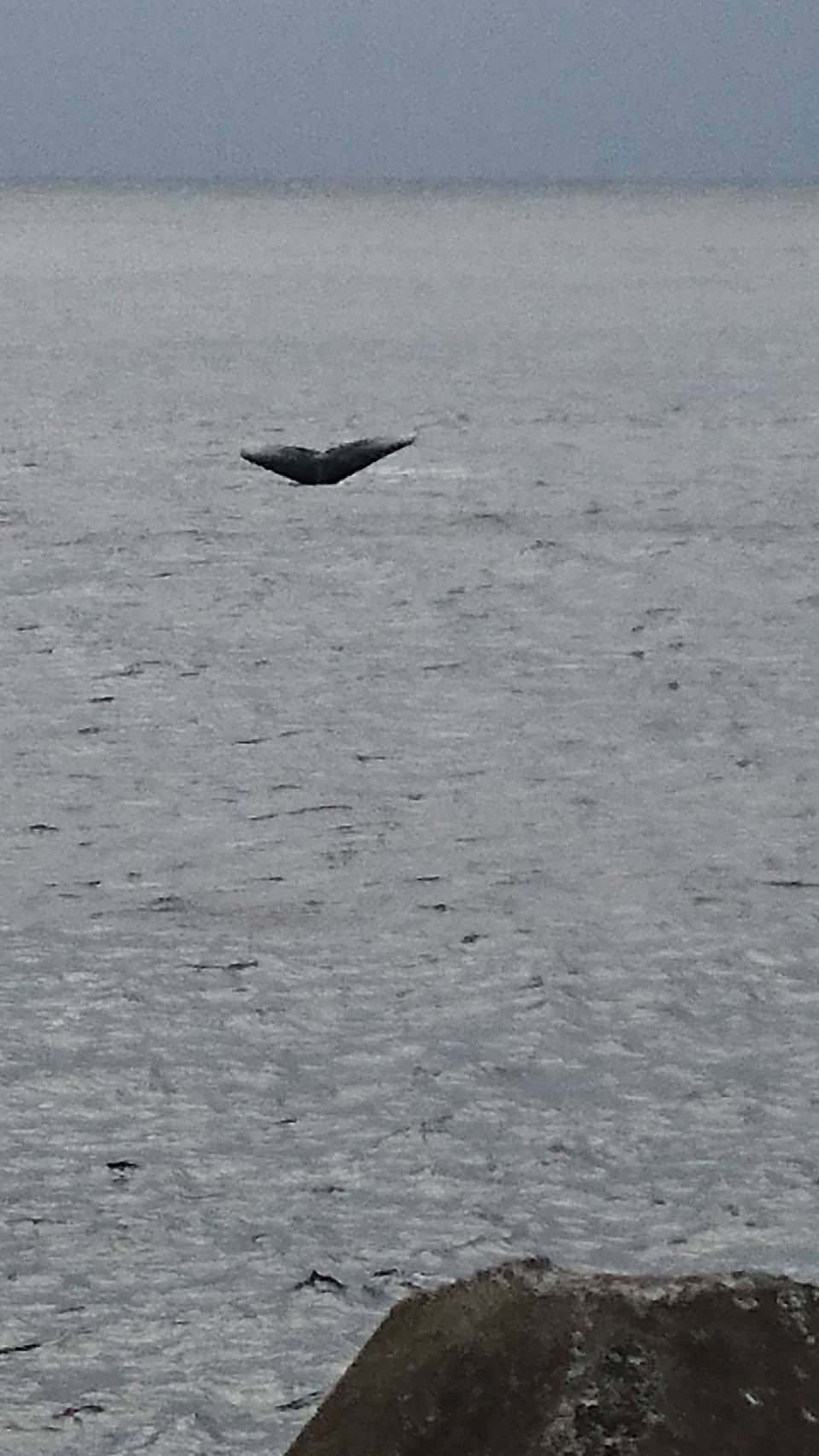 十島村観光・定住情報サイト Just another 十島村役場公式サイトサイト site